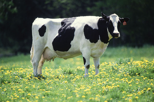 Cow in flower field